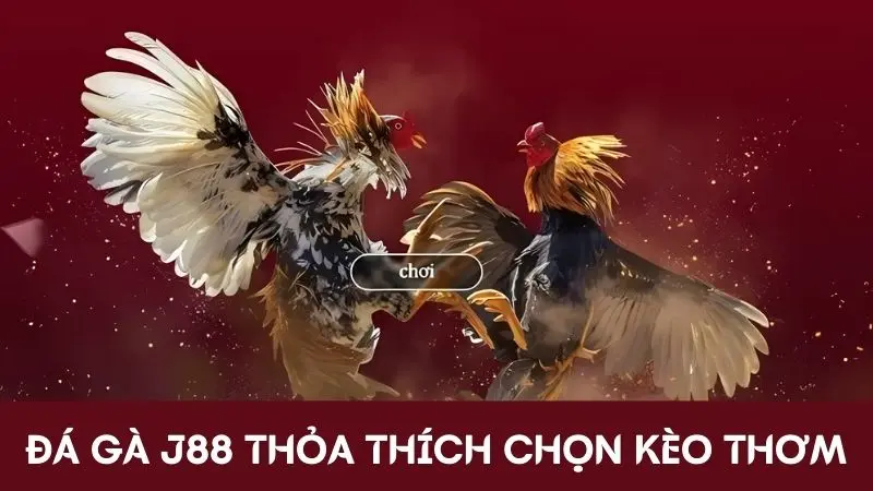 Đá gà J88 thỏa thích cá cược kèo thơm